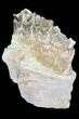 Oreodont (Leptauchenia) Jaw Section - South Dakota #101819-1